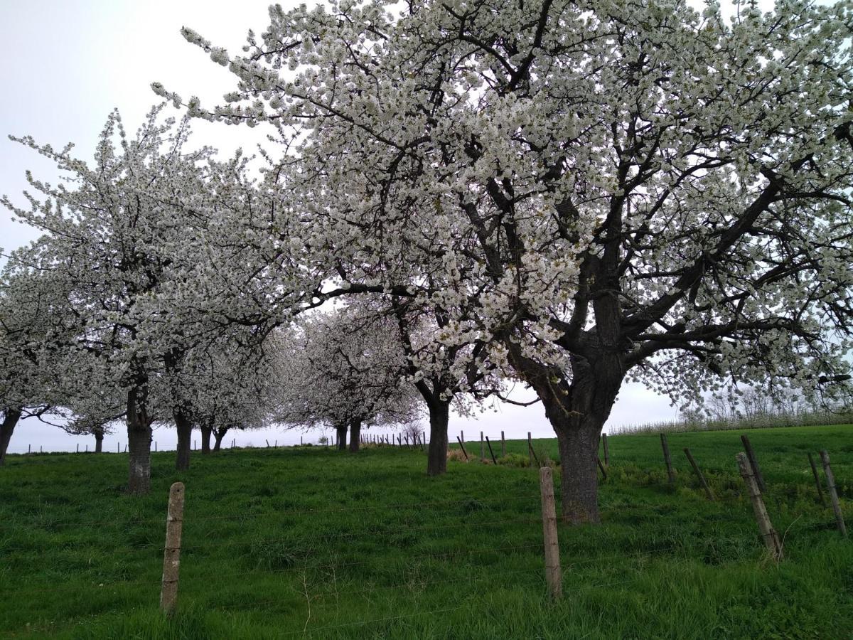Boekhout Vakantiewoning Mierzicht Met Prive Wellness Haspengouw מראה חיצוני תמונה