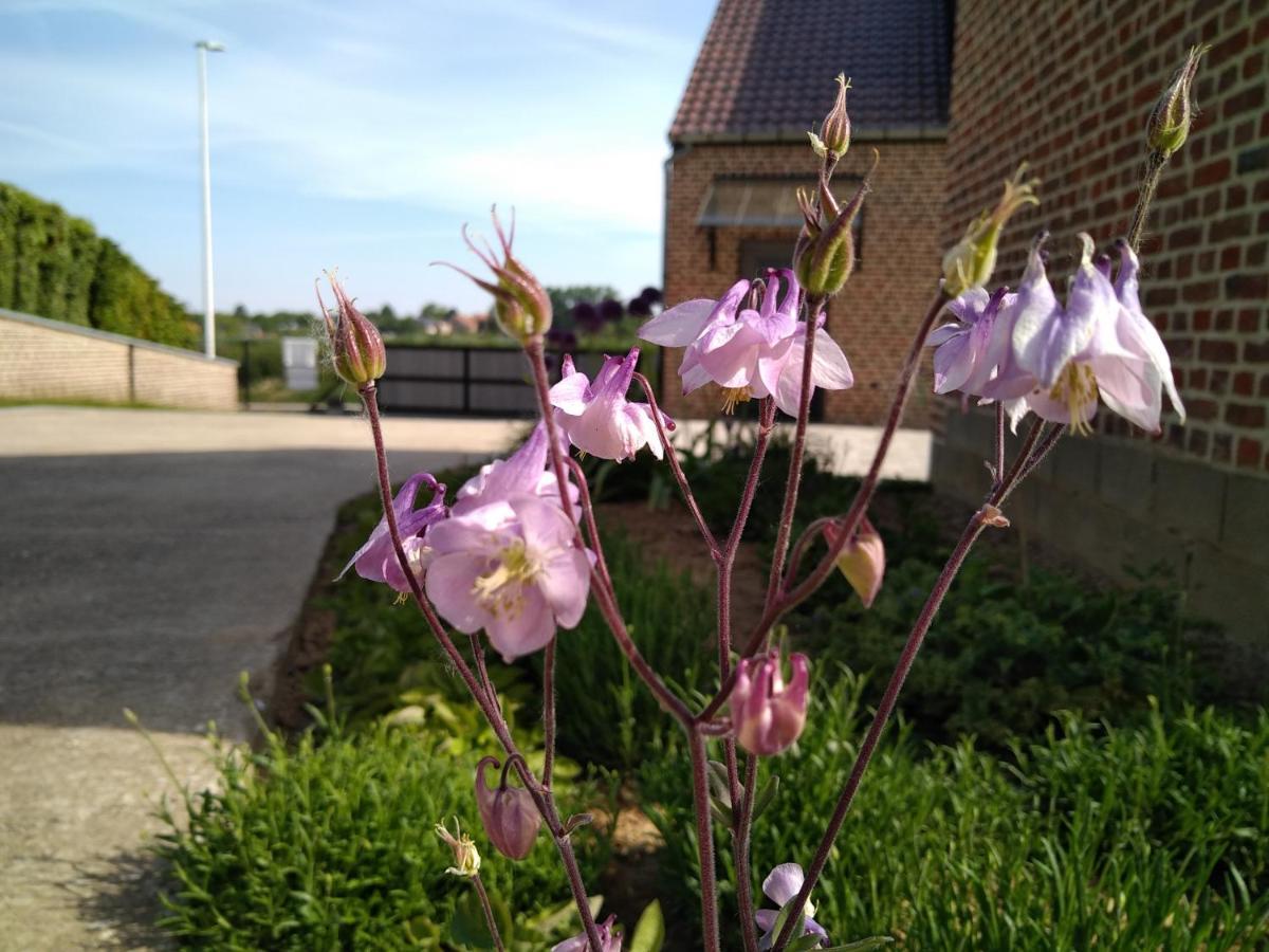 Boekhout Vakantiewoning Mierzicht Met Prive Wellness Haspengouw מראה חיצוני תמונה
