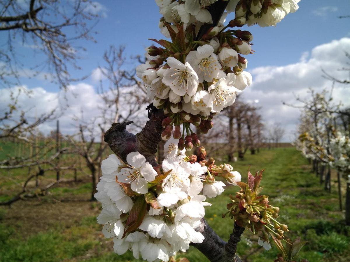 Boekhout Vakantiewoning Mierzicht Met Prive Wellness Haspengouw מראה חיצוני תמונה