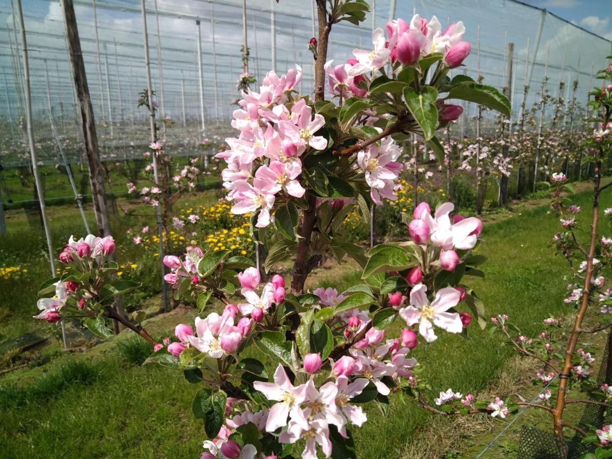 Boekhout Vakantiewoning Mierzicht Met Prive Wellness Haspengouw מראה חיצוני תמונה